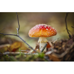 Paddenstoel tak 50x30cm