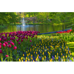 Tulpen fontein 50x30cm