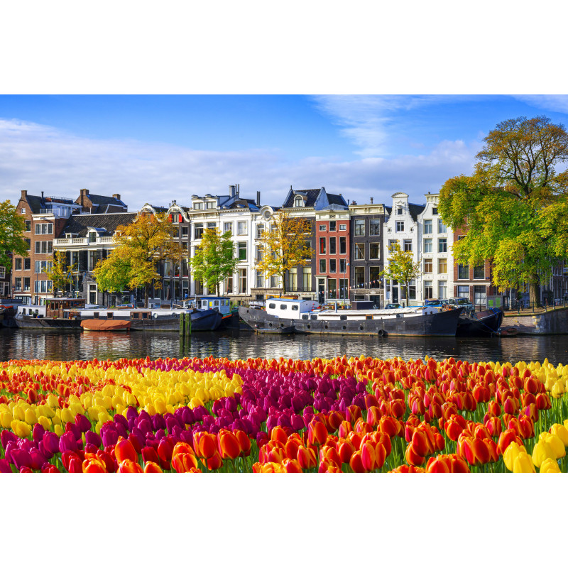 Lente tulpen 50x30cm