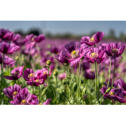 Purple poppy 50x30cm