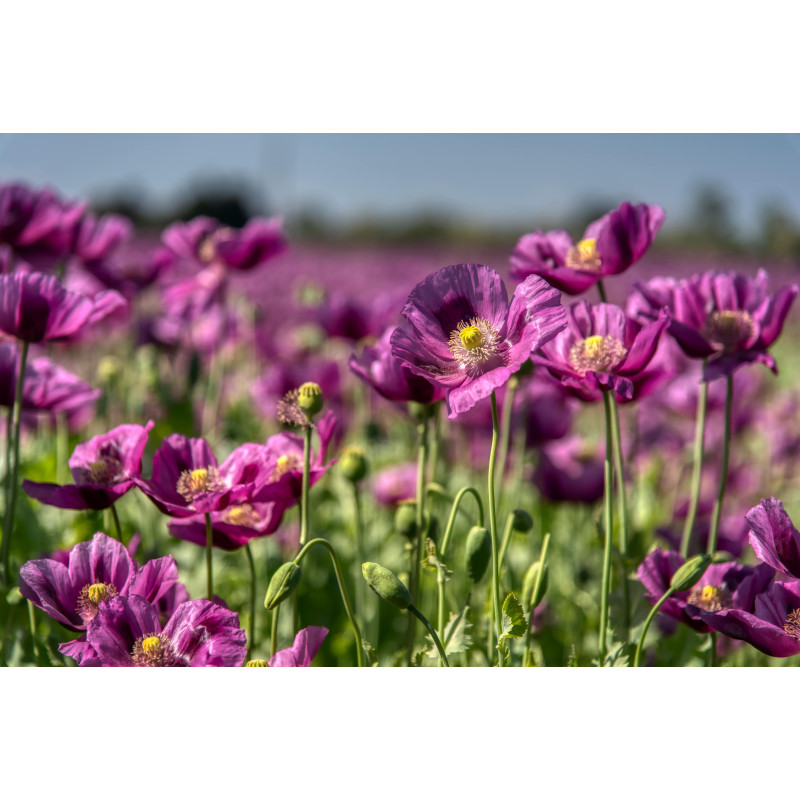 Purple poppy 50x30cm