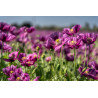 Purple poppy 50x30cm