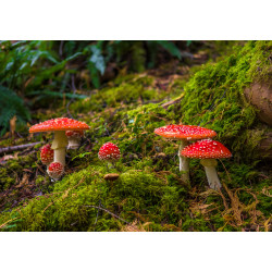 Paddenstoelen 50x30cm