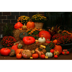 Pompoen deco 50x30cm