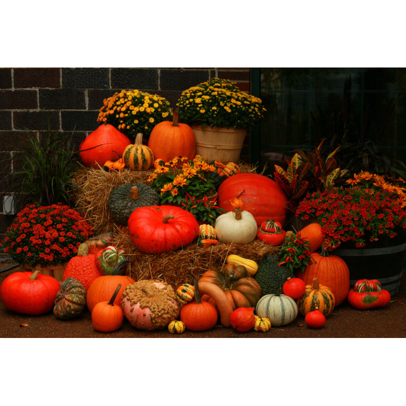 Pompoen deco 50x30cm