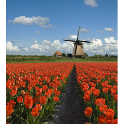 Tulpen molen 50x30cm