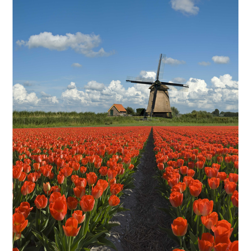 Tulpen molen 50x30cm