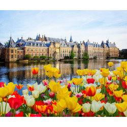 Regering tulpen 50x30cm