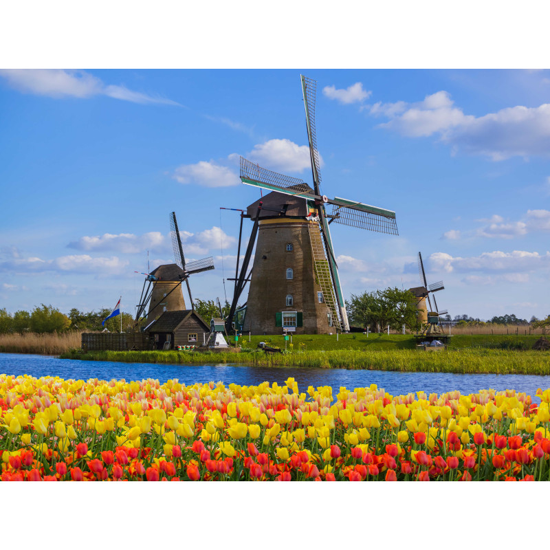 Molens tulpen 50x30cm
