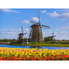 Molens tulpen 50x30cm